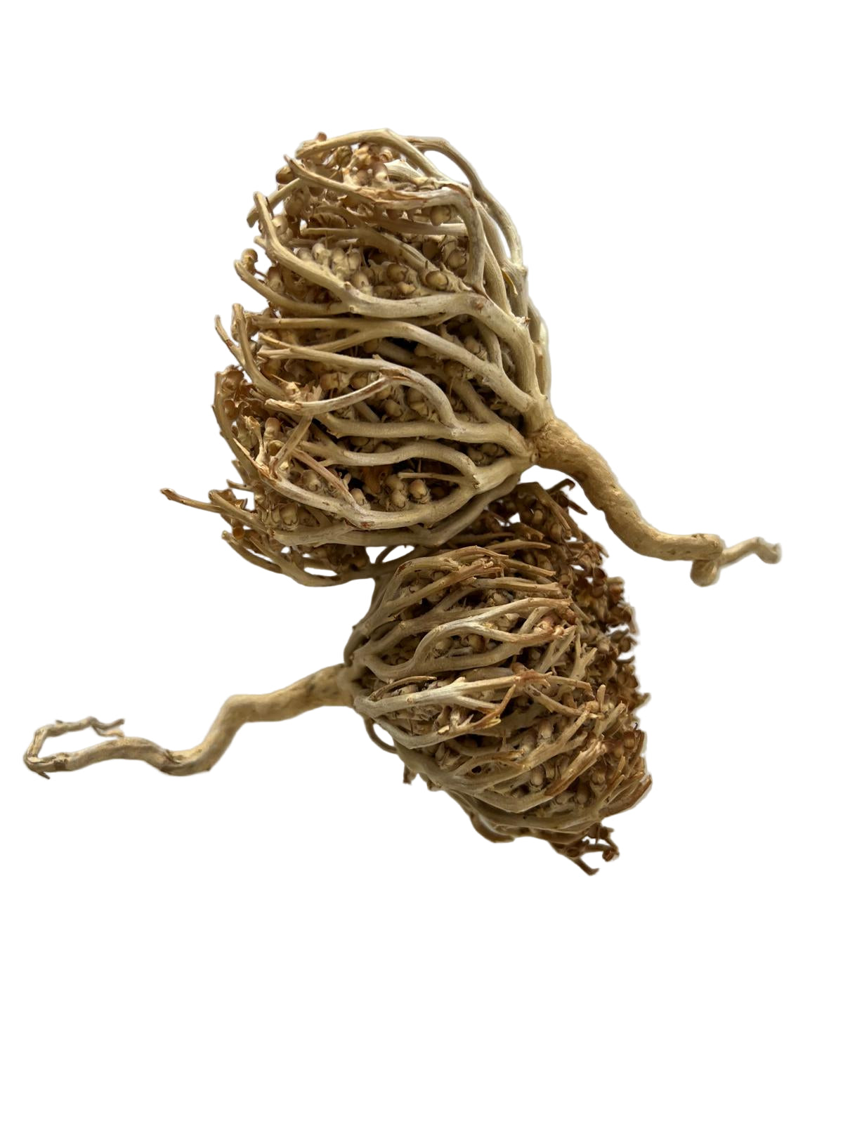 Rose of Jericho